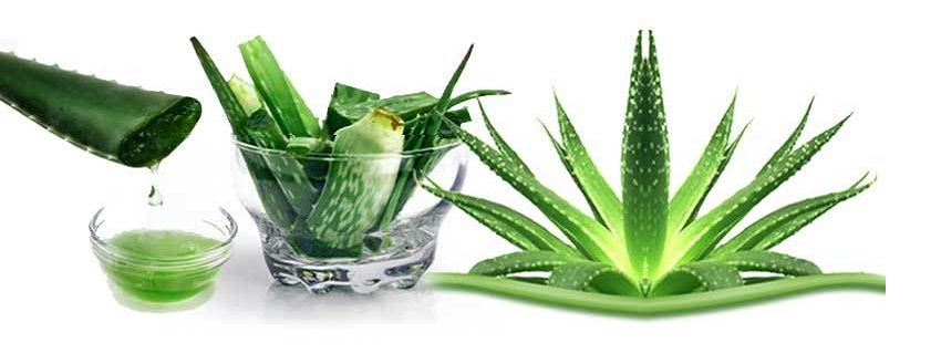 Sobretodo Admitir Mejorar Aloe vera (Aloe Barbadensis) - beneficii şi proprietăţi